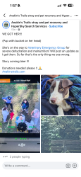 Reunited Unknown Dog last seen Backyard camera., Greenville, SC 29609