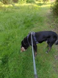 Reunited Male Dog last seen Colwood. Golf course, Portland, OR 97218