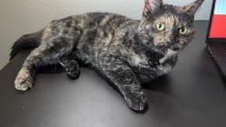 Reunited Female Cat last seen W 130th Ave and Huron St, Westminster, CO 80234