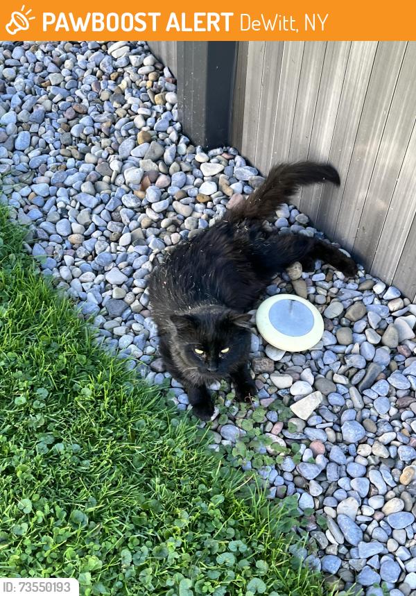 Found/Stray Unknown Cat last seen Wimbridge St / Franklin Park/, DeWitt, NY 13057