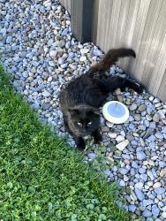 Found/Stray Unknown Cat last seen Wimbridge St / Franklin Park/, DeWitt, NY 13057