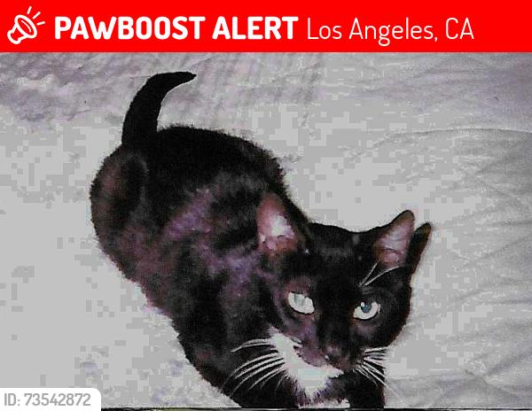 Lost Female Cat last seen Forbes/McCormick St, Los Angeles, CA 91416