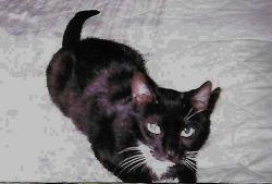 Lost Female Cat last seen Forbes/McCormick St, Los Angeles, CA 91416