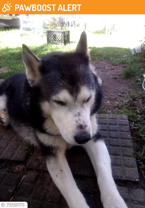 Found/Stray Male Dog last seen Us12 and cement city hwy, Woodstock Township, MI 49233