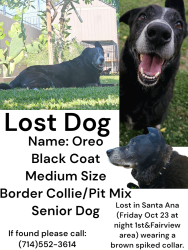 Lost Male Dog last seen Sullivan & Willets/1st street, Santa Ana, CA 92704