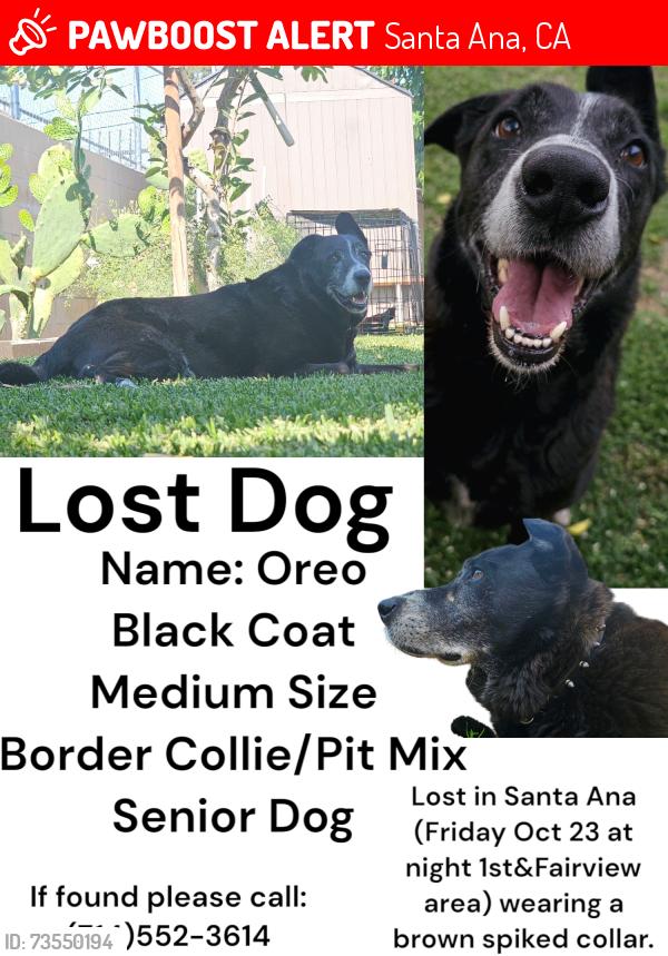 Lost Male Dog last seen Sullivan & Willets/1st street, Santa Ana, CA 92704
