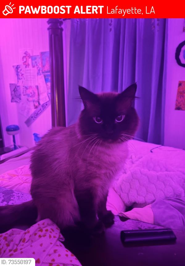 Lost Male Cat last seen Lafayette High School, Lafayette, LA 70506