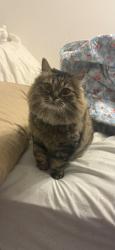 Lost Female Cat last seen Claflin st and Leonard st, Belmont, MA 02478