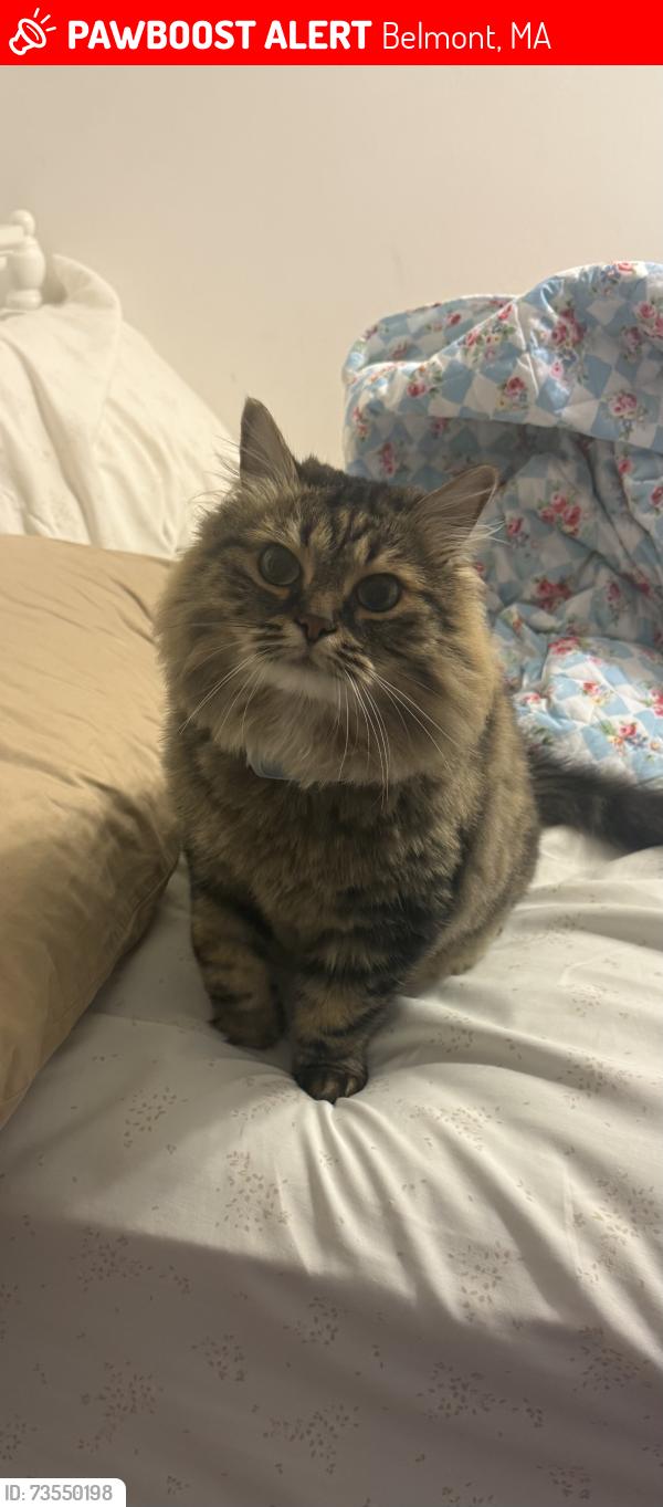 Lost Female Cat last seen Claflin st and Leonard st, Belmont, MA 02478
