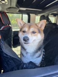 Found/Stray Unknown Dog last seen Lederach Cross Rd, Skippack Township, PA 19473