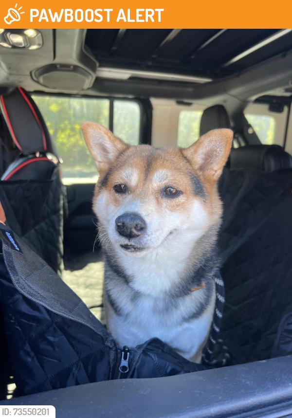 Found/Stray Unknown Dog last seen Lederach Cross Rd, Skippack Township, PA 19473