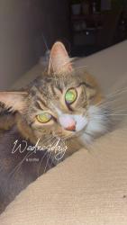 Lost Male Cat last seen Near Gotham Avenue, Elmont, NY 11003