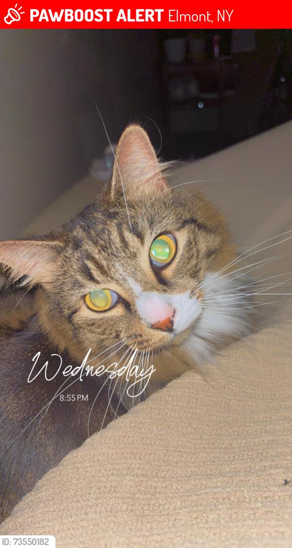 Lost Male Cat last seen Near Gotham Avenue, Elmont, NY 11003
