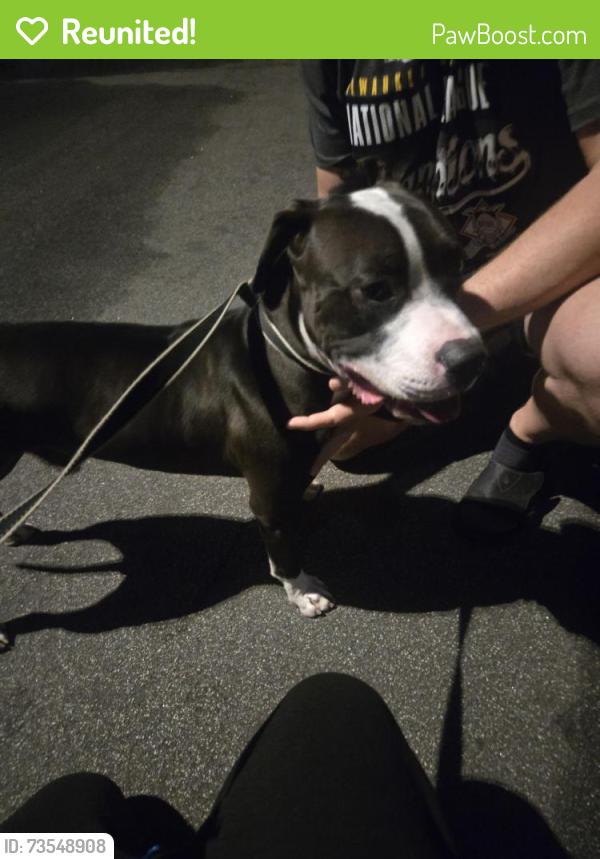 Reunited Male Dog last seen Breitner Way and Leeds Street, Riverside County, CA 92563