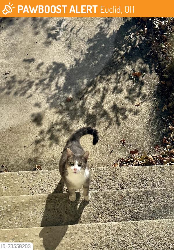 Found/Stray Male Cat last seen Edgecliff connector path to E. 219, Euclid, OH 44123