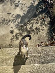 Found/Stray Male Cat last seen Edgecliff connector path to E. 219, Euclid, OH 44123