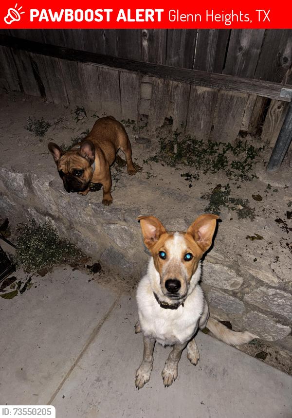 Lost Male Dog last seen W Bear Creek Rd, Glenn Heights, TX 75154