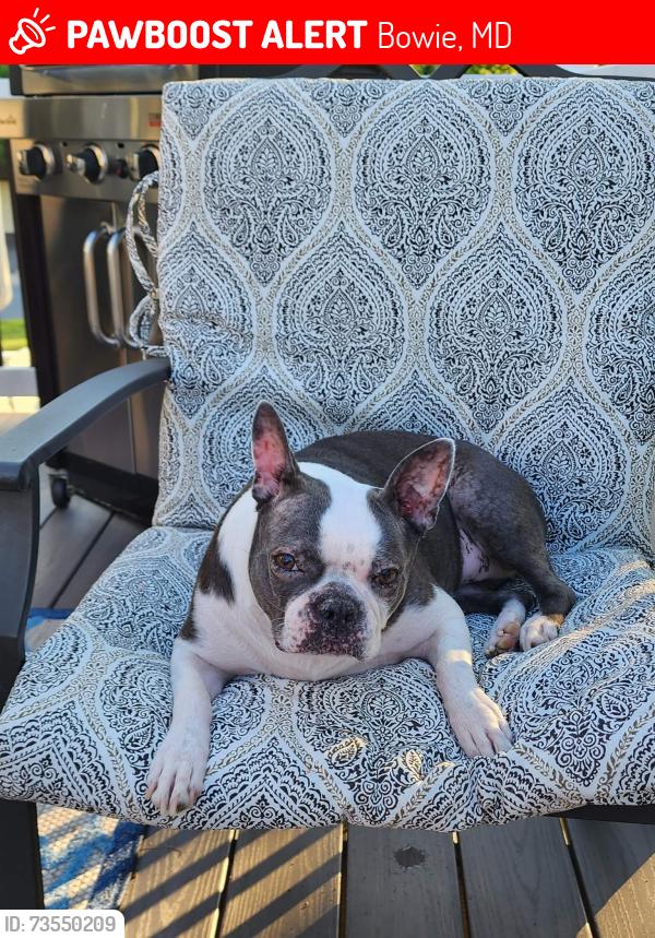 Lost Female Dog last seen Porsche ct & panther lane, Bowie, MD 20716