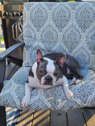 Lost Female Dog last seen Porsche ct & panther lane, Bowie, MD 20716