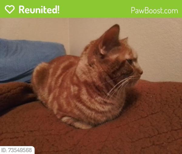 Reunited Male Cat last seen 5th St and Turtle Crk, Sanger, Sanger, TX 76266