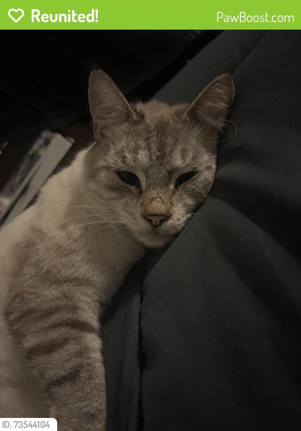 Reunited Male Cat last seen Near traillwood ct, Nashville, TN 37214