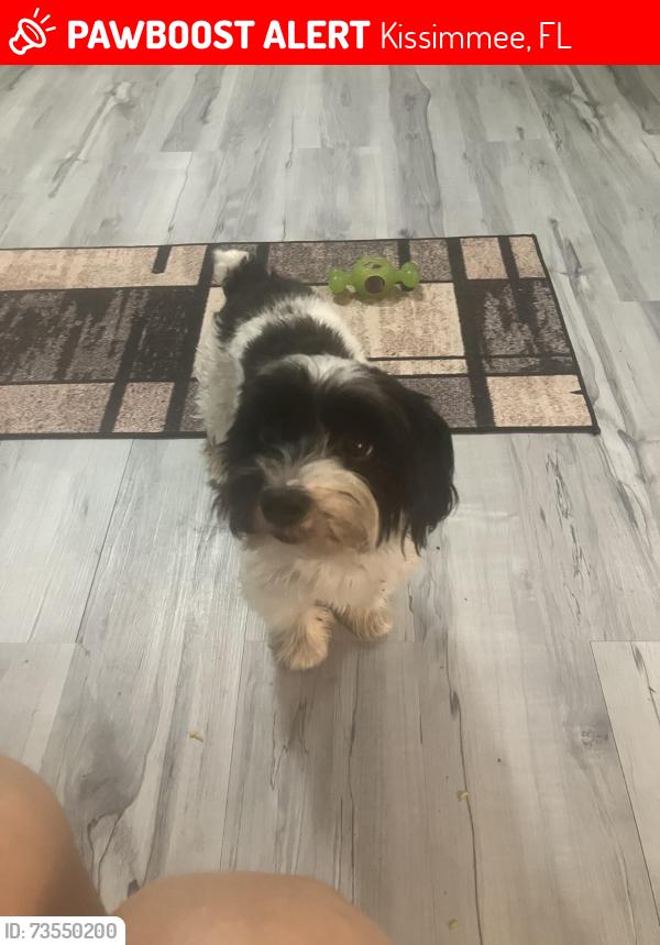 Lost Male Dog last seen Morningside, Kissimmee, FL 34744