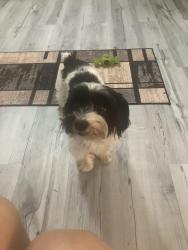 Lost Male Dog last seen Morningside, Kissimmee, FL 34744