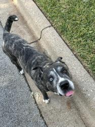 Found/Stray Male Dog last seen Huntwick Dr and Clearbrook Cr., Fort Worth, TX 76123