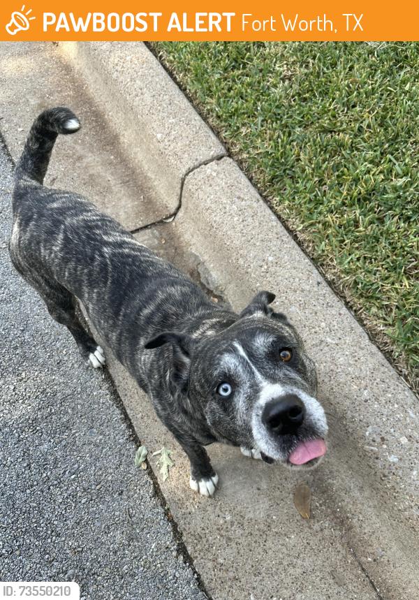 Found/Stray Male Dog last seen Huntwick Dr and Clearbrook Cr., Fort Worth, TX 76123