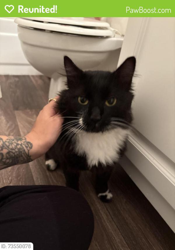 Reunited Male Cat last seen 3rd Ave SE & meridian AVE S, Everett, WA 98204
