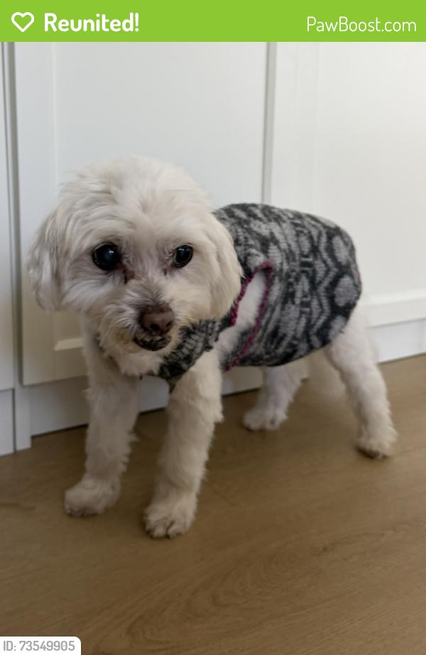 Reunited Female Dog last seen 17th Street and Idaho Avenue, Santa Monica, CA 90403