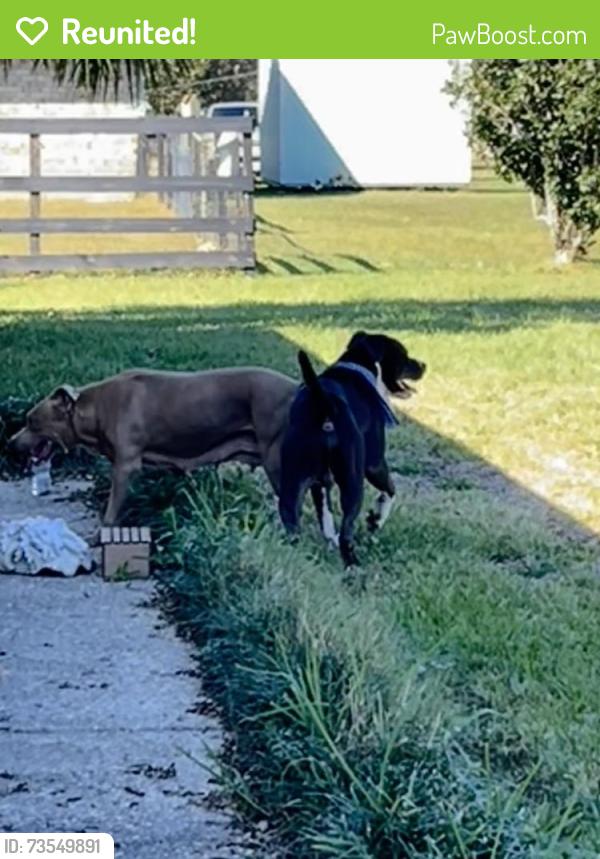 Reunited Female Dog last seen Gunter rd, Northwest Pensacola, FL 32526