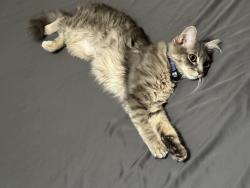 Lost Female Cat last seen Mockingbird and Whitman, Midland, TX 79705