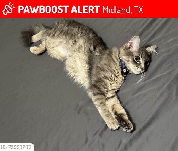Lost Female Cat last seen Mockingbird and Whitman, Midland, TX 79705