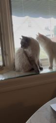 Lost Male Cat last seen Village Run Drive/Haggerty, Northville, MI 48168
