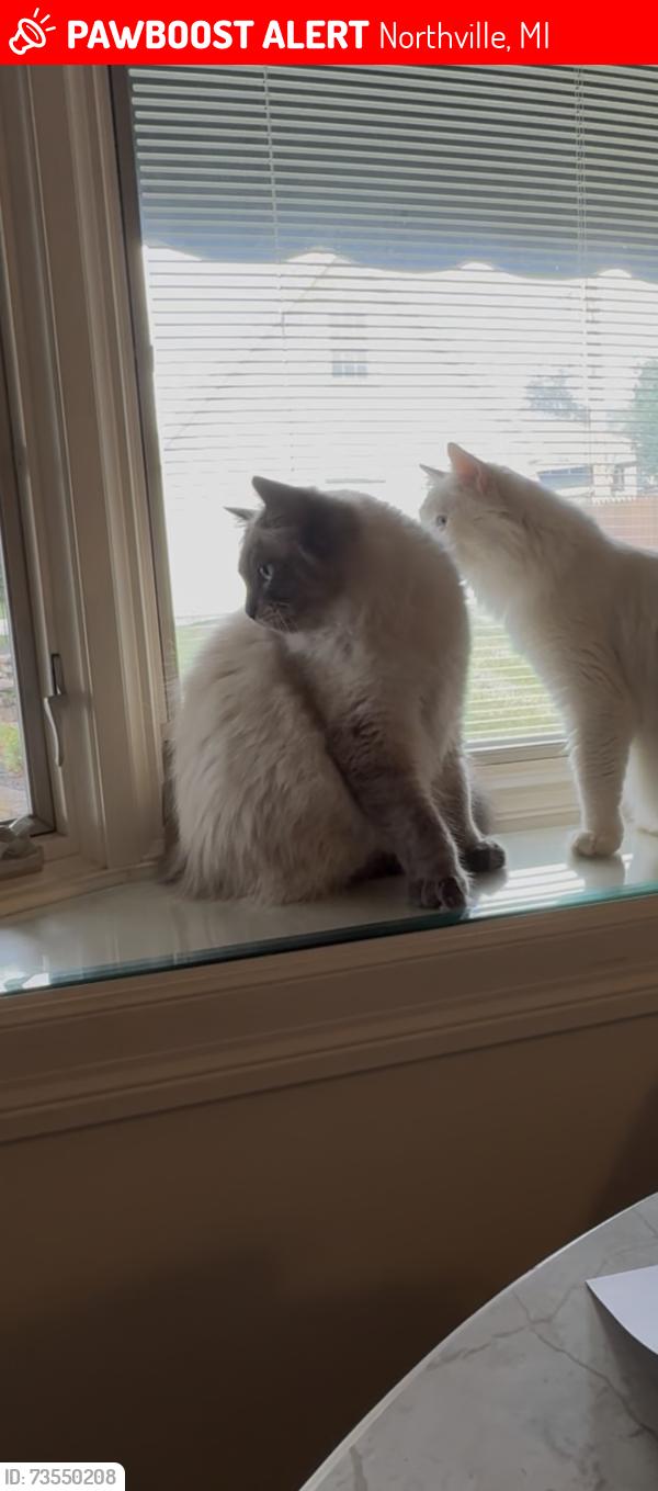 Lost Male Cat last seen Village Run Drive/Haggerty, Northville, MI 48168