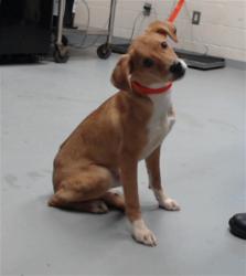 Shelter Stray Female Dog last seen Near BLOCK GOLDSBORO RD, WADE NC 28395, 4704 Corporation Dr, Fayetteville, NC 28306, USA