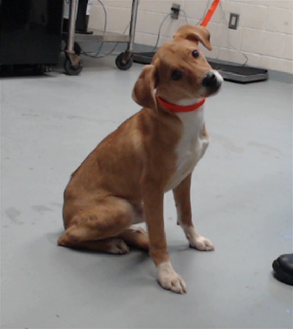 Shelter Stray Female Dog last seen Near BLOCK GOLDSBORO RD, WADE NC 28395, 4704 Corporation Dr, Fayetteville, NC 28306, USA