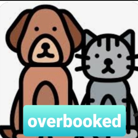 Shelter Stray Unknown Cat last seen , 1850 W 60th St, Los Angeles, CA 90047, USA