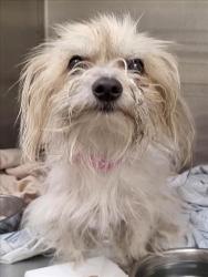Shelter Stray Female Dog last seen , 1850 W 60th St, Los Angeles, CA 90047, USA
