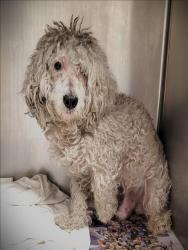 Shelter Stray Male Dog last seen , 1850 W 60th St, Los Angeles, CA 90047, USA