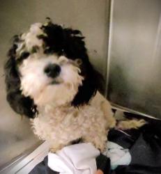 Shelter Stray Male Dog last seen , 1850 W 60th St, Los Angeles, CA 90047, USA