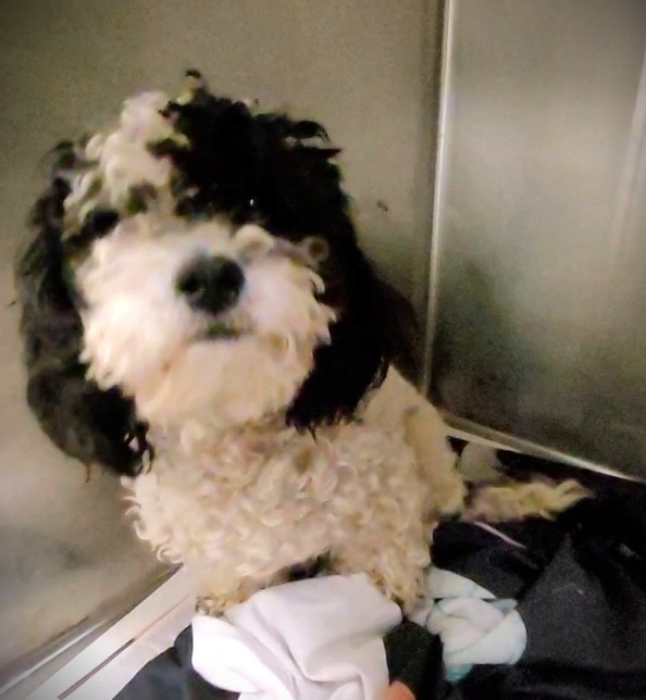 Shelter Stray Male Dog last seen , 1850 W 60th St, Los Angeles, CA 90047, USA