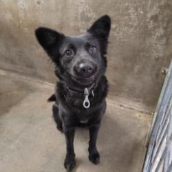 Shelter Stray Female Dog last seen , 14409 Vanowen St, Van Nuys, CA 91405, USA