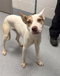 Shelter Stray Female Dog last seen Near, 5001 E Raymond St, Indianapolis, IN 46203, USA