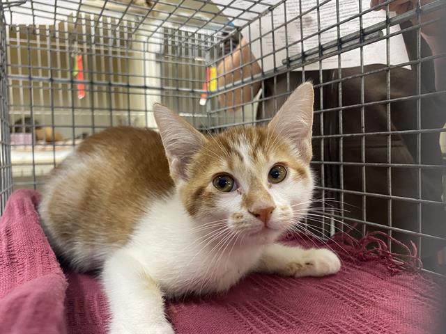 Shelter Stray Male Cat last seen Near BLOCK S 108TH ST, 3839 W Burnham St, West Milwaukee, WI 53215, USA