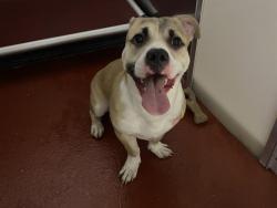 Shelter Stray Male Dog last seen Near BLOCK S 17TH ST, 3839 W Burnham St, West Milwaukee, WI 53215, USA