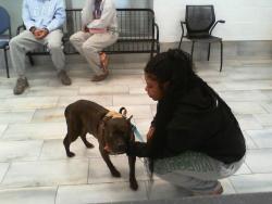 Shelter Stray Male Dog last seen CHARLOTTE, 8315 Byrum Dr, Charlotte, NC 28217, USA