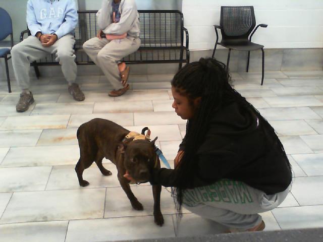 Shelter Stray Male Dog last seen CHARLOTTE, 8315 Byrum Dr, Charlotte, NC 28217, USA