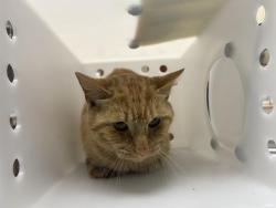 Shelter Stray Male Cat last seen Near BLOCK N 39TH ST, 3839 W Burnham St, West Milwaukee, WI 53215, USA